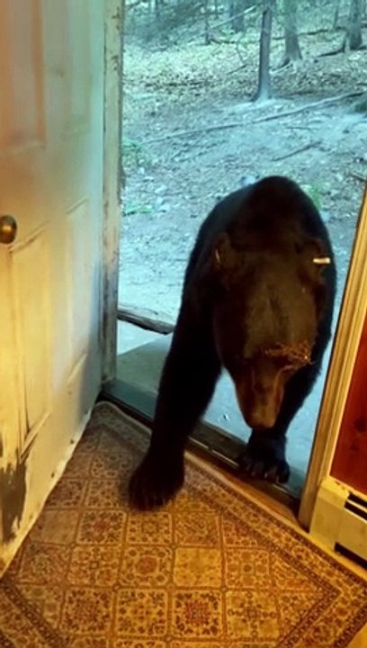 Polite Bear Closes The Door