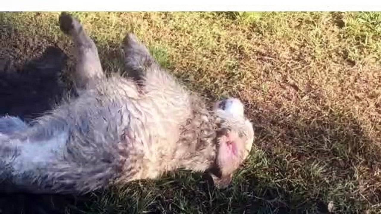 Funny dog 2