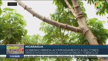 Nicaragua: sectores productivos dinamizan economía del país
