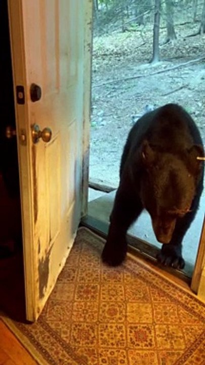 Polite Bear Closes The Door