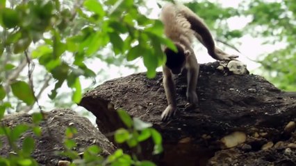 Amazingly Intelligent Monkeys Save Rodent Mouse From Snake Hunting   Prey Escapes Predato