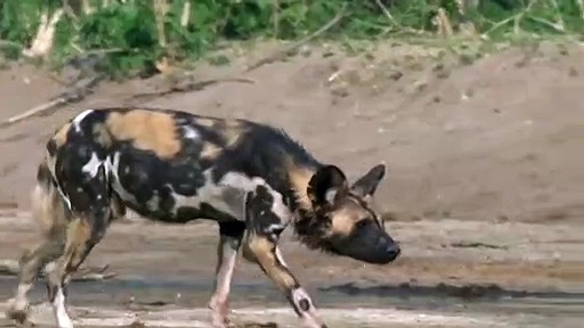 Will Wild Dogs Attack Humans