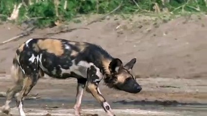 Wild Dogs Big Mistake Provoked Kudu, Elephant Became Hero After Save Kudu From Wild Dogs Hunting