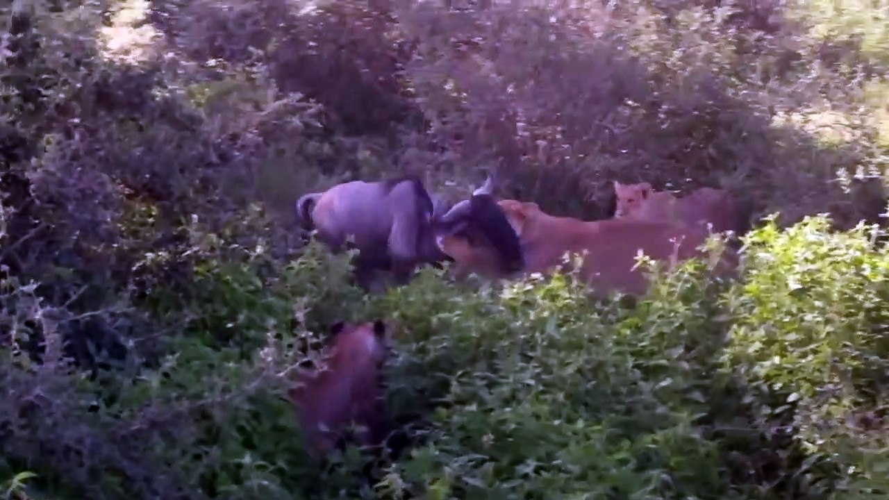 Lions Fear Power of Wildebeest! Wildebeest Hooks Lion By Leg Tries To Escapes, Lion Hunting Fail