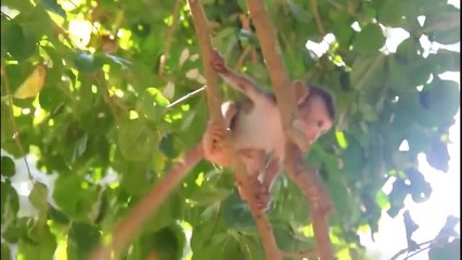 Unbelievable!!! Mother Monkey Save Fail Her Baby From Leopard Hunting, Baboon, Gorilla, Cheetah