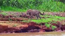 Lion vs Elephant, Jaguar vs Caiman – Cheetah Don’t Escapes From Crocodile Hunting – Buffalo vs Lion