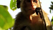 Gorilla Too Strong! Gorilla Save Baby Impala From Cheetah, Python vs Lion Cubs, Monkey, Elephant