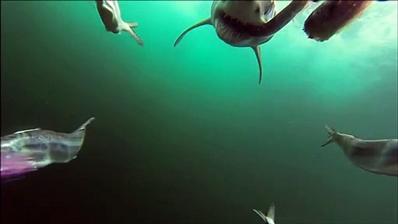 Mako shark speed attack