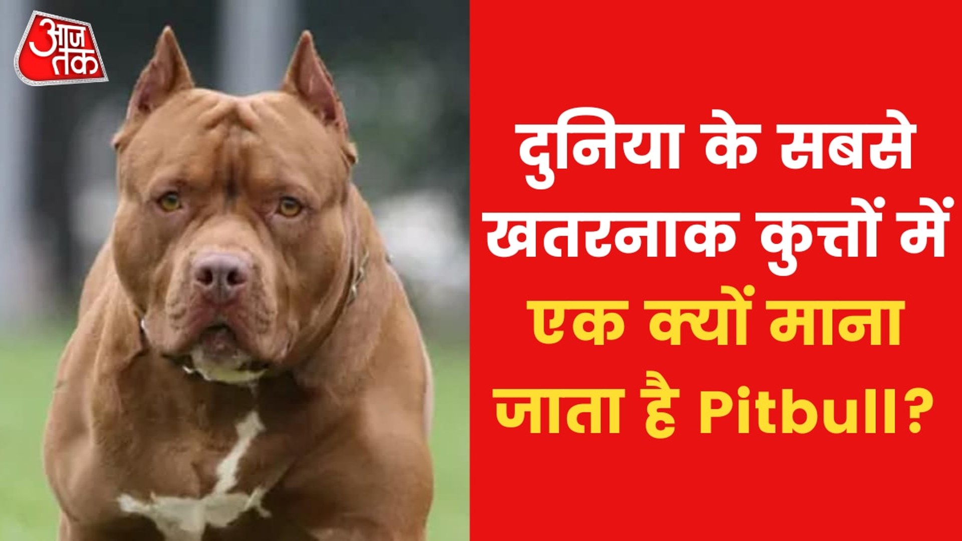 Most 2024 dangerous pitbull