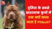 How dangerous Pitbull dog is? Why banned in 41 countries?