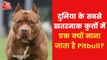 How dangerous Pitbull dog is? Why banned in 41 countries?