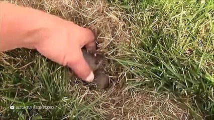 Craziest Ways Animals and Creatures Give Birth