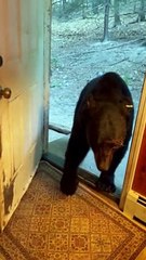 Polite Bear Closes The Door