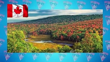 Rarest Cross Breed Hybrid Animals In The World