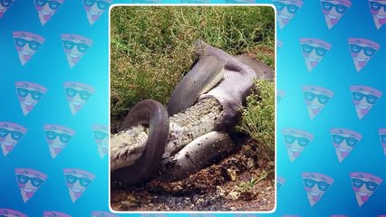 Moments When Animals Swallowed Their Prey In One Bite