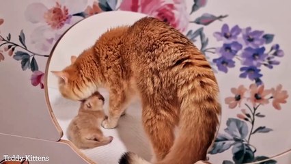 A Cat with Huge Eyes and her cute kitten named Pinky