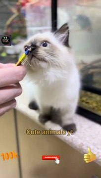 So Sweet Cute Cat Chocolate Eating Time | Amazing Cat Videos | Cute Animals Yt —