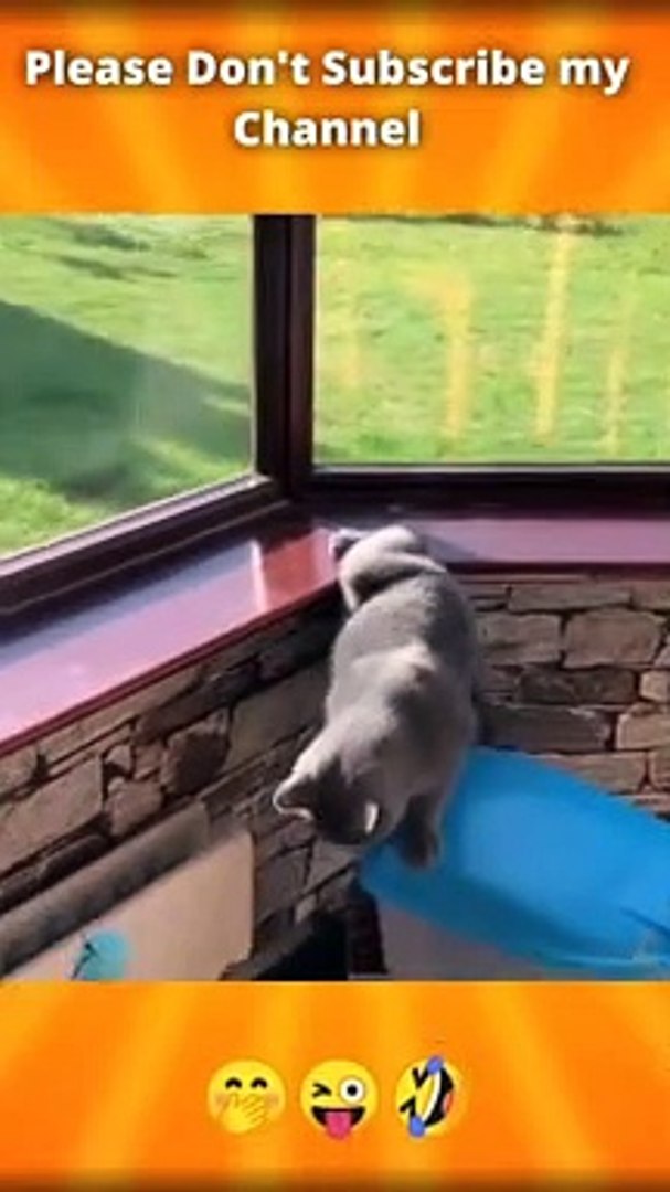 Funny animals Complation 2022, amazing animals