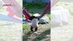 Yavru pandanın hamakla olan imtihanı sosyal medyayı salladı!