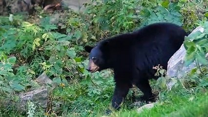 11 Scariest Bear Encounters You Shouldn't Watch Alone