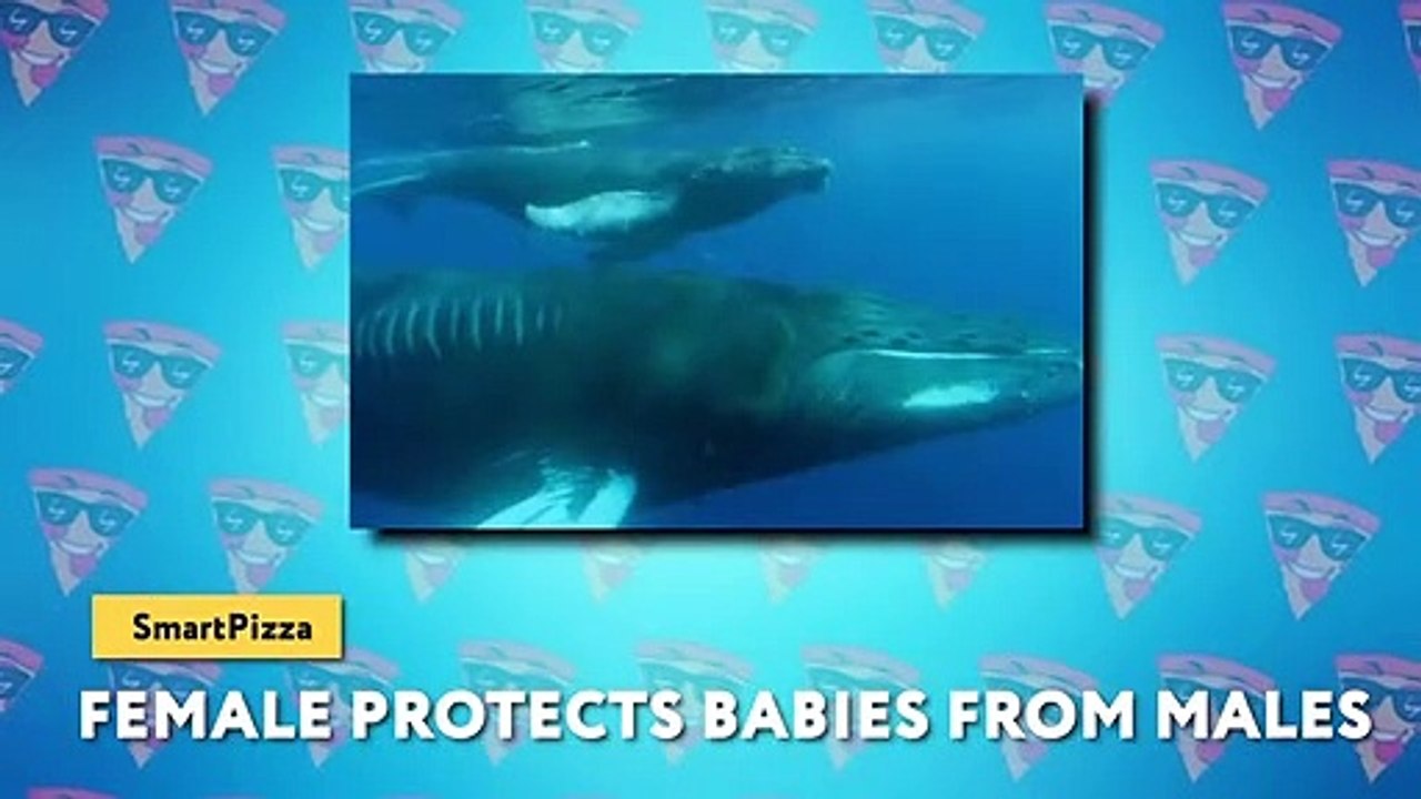 Blue Whale vs Sperm Whale - Battle of The Biggest Whales in The World