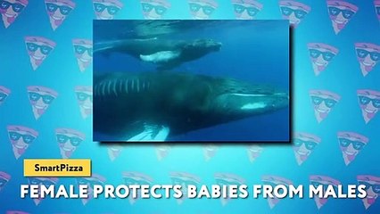 Blue Whale vs Sperm Whale - Battle of The Biggest Whales in The World