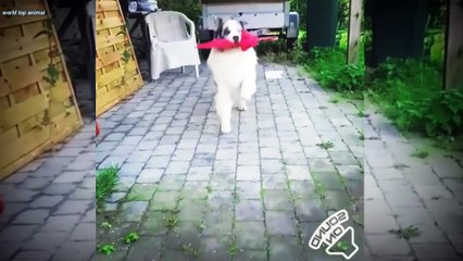 Good Dog's Funny video #shortDogs vodeo