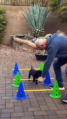 Funny Animals Videos | Funny Cat And Dog Videos | Funny Animals Moments