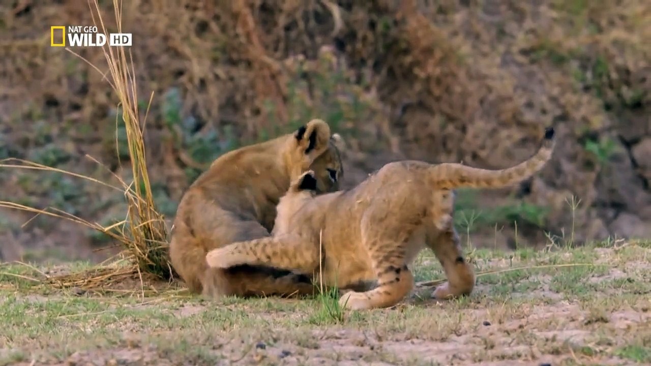 Afrikas Jäger Staffel 1 Folge 4 HD Deutsch