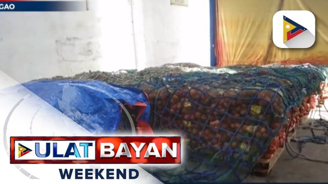 P6-M halaga ng sibuyas, sinira ng Bureau of Plant Industry