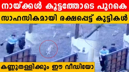 ഒരു നിമിഷം വൈകിയിരുന്നെങ്കില്‍ കടിച്ചുകീറിയേനെ അവര്‍,ഞെട്ടിക്കും വീഡിയോ | *Kerala