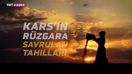 Kars'ın rüzgara karşı savrulan tahılları