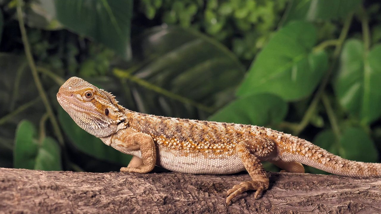 Lizard looking for dinner in nature