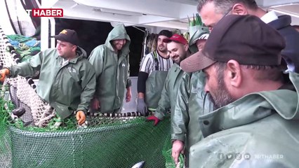 Balıkçıların ağları palamutla şenlendi