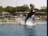 Montage video-Le Marineland d'Antibes Orque