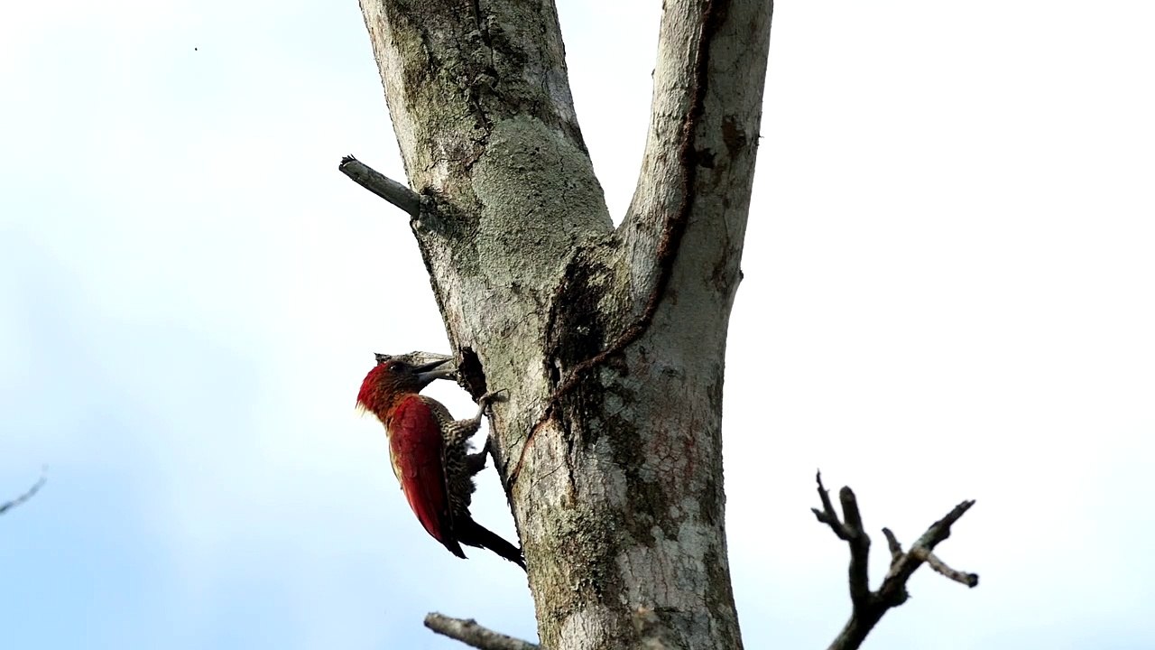 Woodpecker clearing out a tree