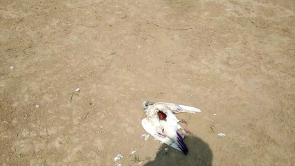 Found dead pigon bird frim forest full visit