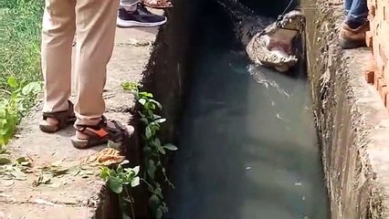 वन विभाग की टीम ने 3 घंटे की मशक्कत के बाद किया रेस्क्यू