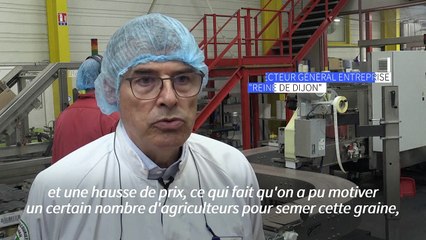 Moutarde de Dijon: la relocalisation comme remède à la pénurie