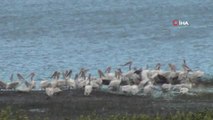 Kars gündem haberleri | Kars Baraj Gölü'nde pelikan ailesi görüntülendi