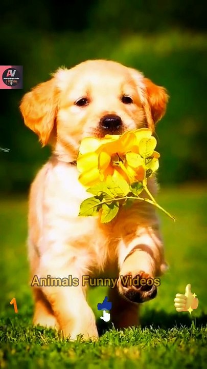 Very Amazing Cat And Dog Videos 2022 _ Cute Cat Videos _ wow So Sweet Dog Videos #shorts #cat #dog