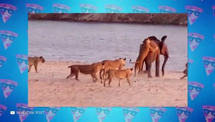 11 Times Lion Messed With The Wrong Opponent