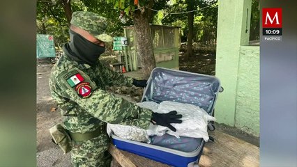 Aseguran más de media tonelada de marihuana en Yucatán
