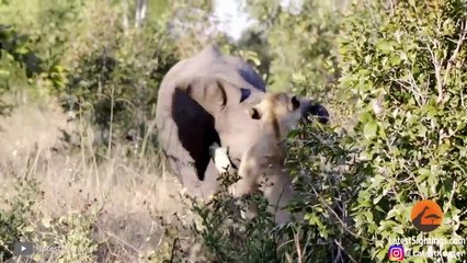 11 Times Animals Messed With The Wrong Elephant