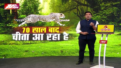 South African Cheetah : रफ्तार के 'बादशाह' का होगा ग्रैंड वेलकम, 70 साल बाद आ रहा है... देखें वीडियो
