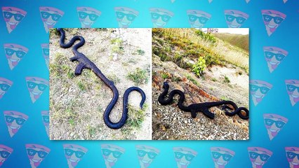 Weirdest Objects Swallowed By Animals