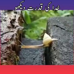 Allah make things uniquely