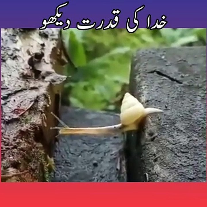 Allah make things uniquely