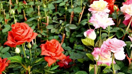 Descubra os Diferentes Tipos de Rosas e Relaxe com Música Relaxante 🎶