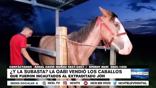Compra fue legal, los caballos están en mi finca pero son de mi hermano , aclara el diputado Víctor Romero